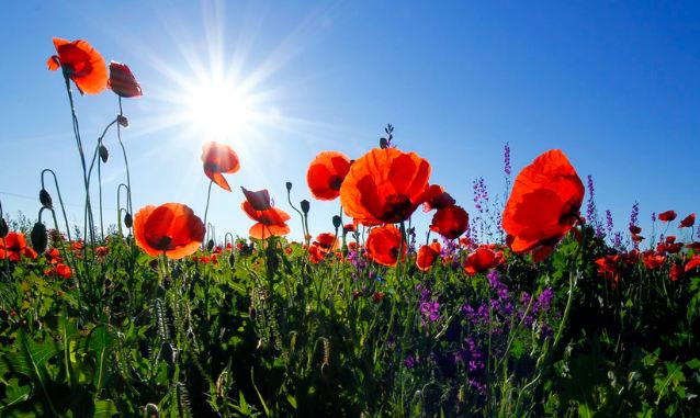 a field of red poppy flowers at daytime