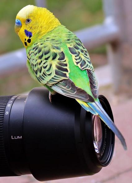 Wildlife Photography