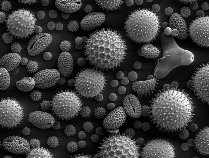 Misc_pollen