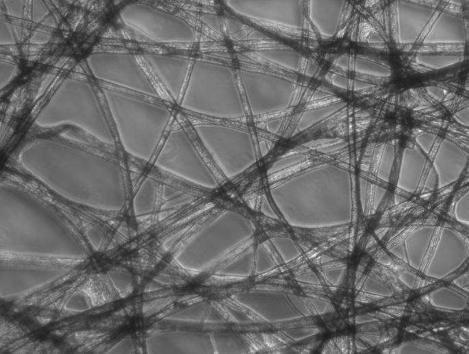 Paper_Micrograph_Phase