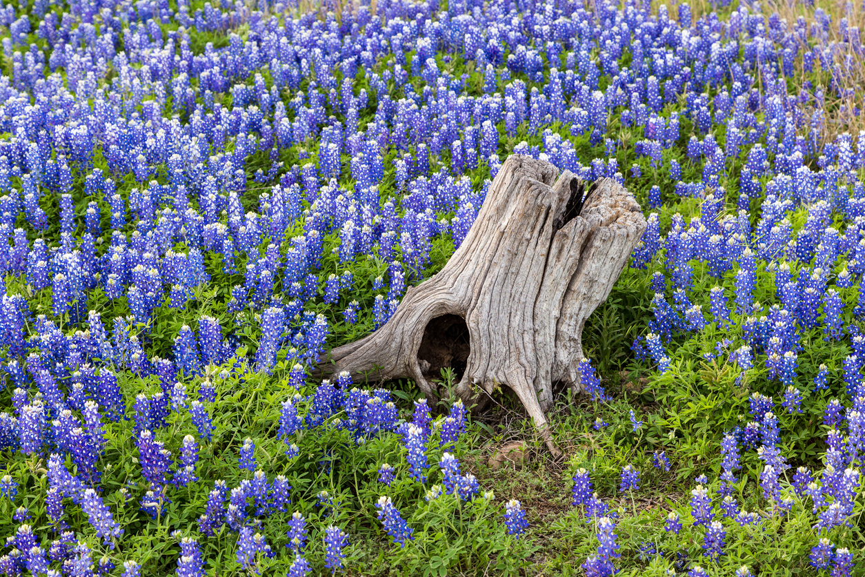 beautiful Texas bluebonnets and stump