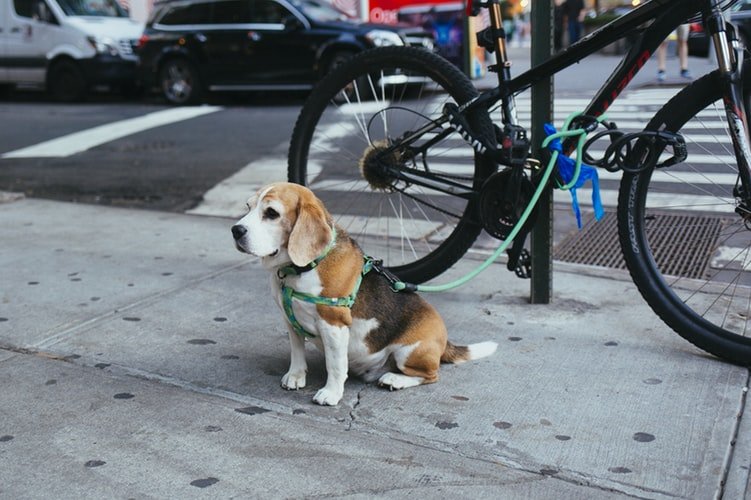brown and white Beagle puppy corded to bicycle beside a street