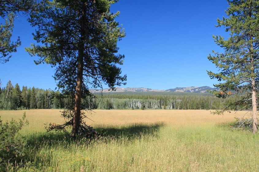 Beautiful Meadow in Yellowstone National Park