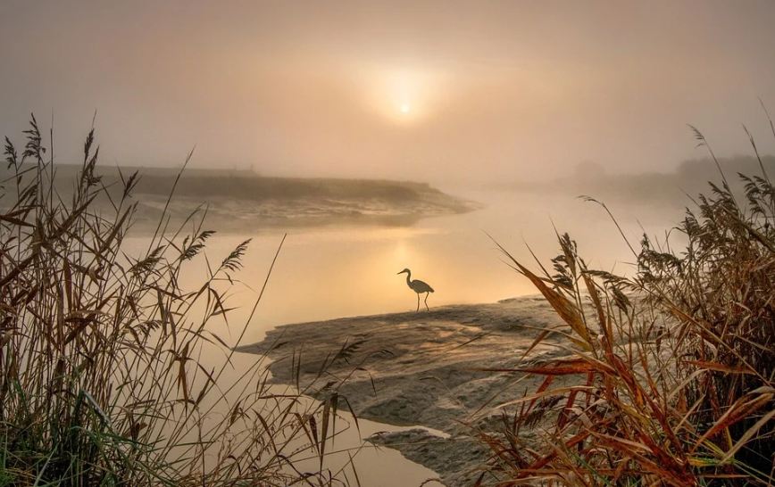 a landscape photo of a heron during sunset