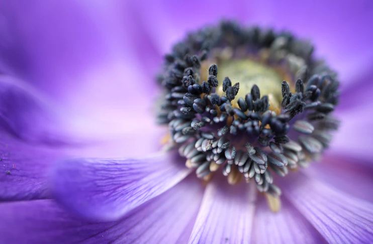 a shallow focus photo of a purple flower