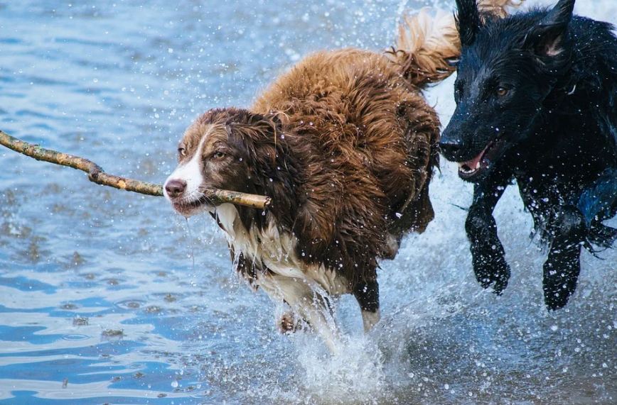 dogs playing in the water